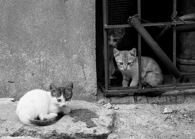 cats*
