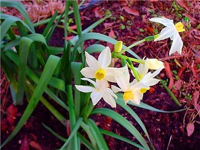 Winter Narcissus