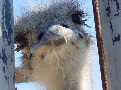 The Curious Ostrich