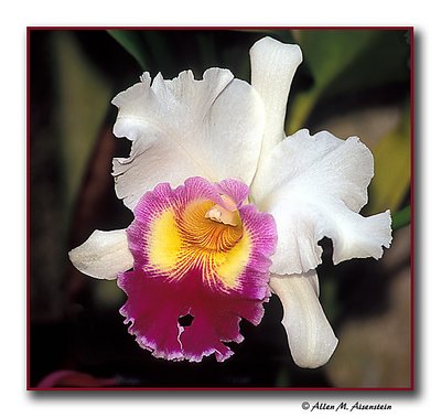 Orchid (s1446)