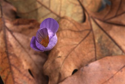 Autumn Crocus