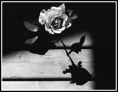 Rose in Black & white.