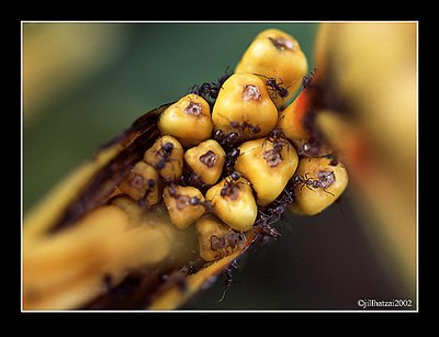 Ant Eating