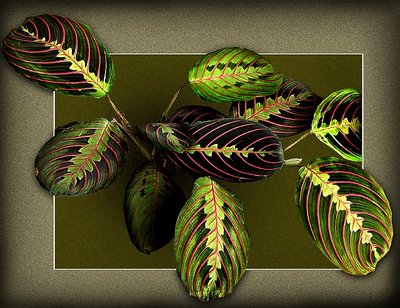Maranta...