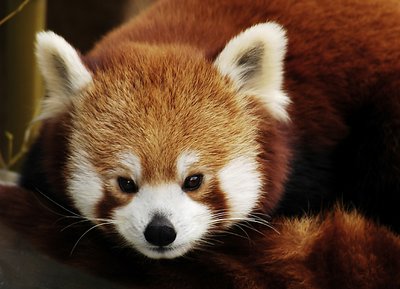 Red Panda