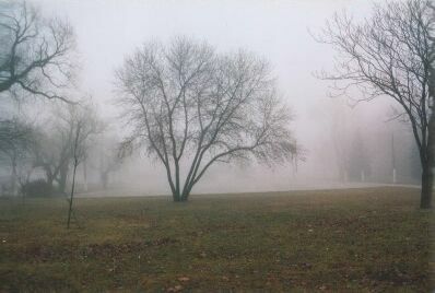 fog trees