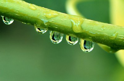Raindrops
