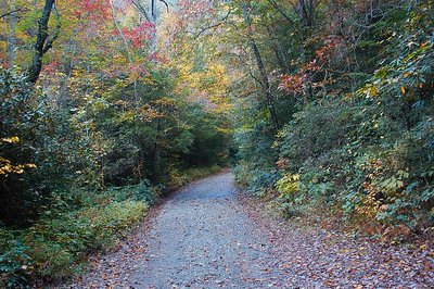 Autumn Trails