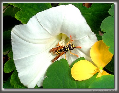 Vespa  -  wasp       honey in flower