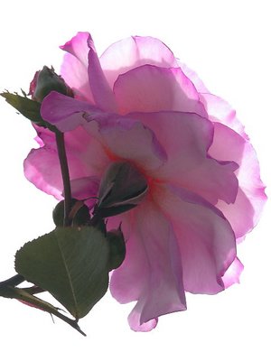 Rose in  Bright Light