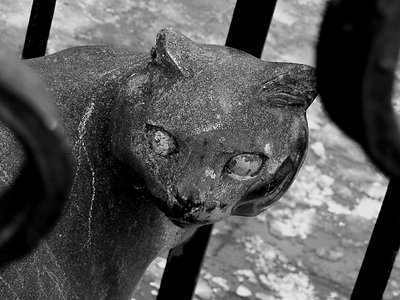 Whittington black cat