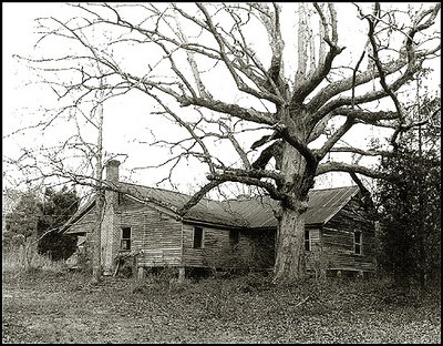 OLD HOMEPLACE:   HUGE OAK TREE 1987