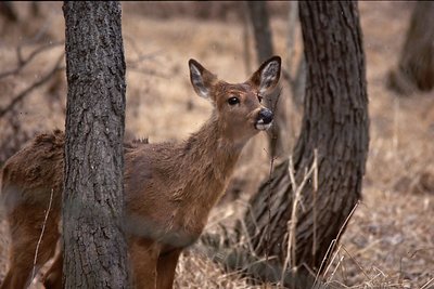 Down Wind of the Doe