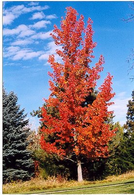 Tree in the Park