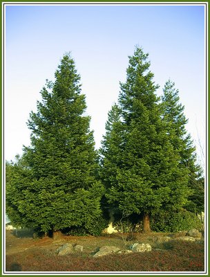 A Stand of Young California Redwoods