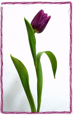 Another Tulip...