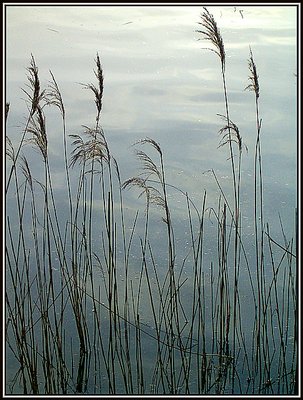 Reed in the morninglight