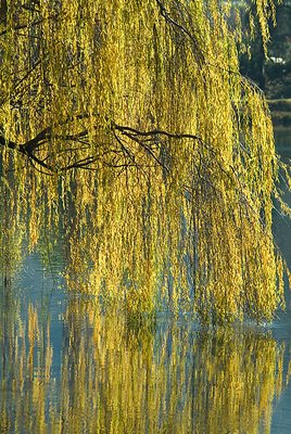 A willow mirrored ...