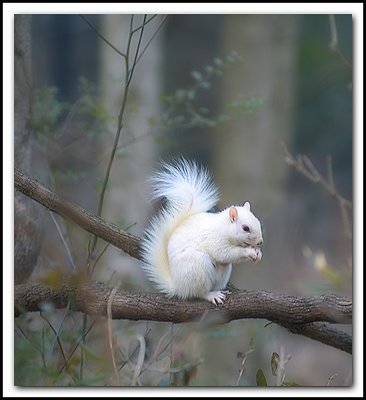 White Squirrel