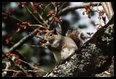 hungry squirl
