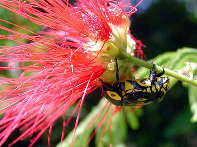 Bug on Caliandra flower