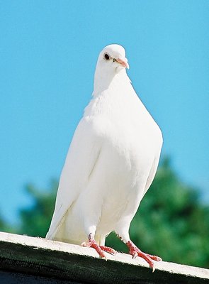 Purity