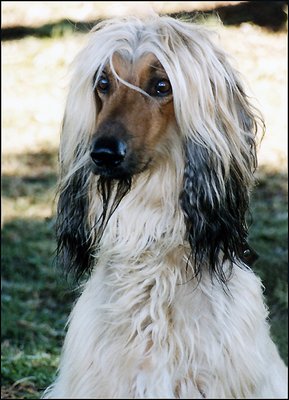One more portrait of my Afghanhound