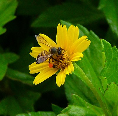 when bee meets flower