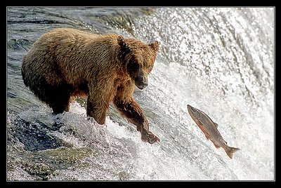 Reach for Salmon
