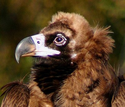 Brown Vulture