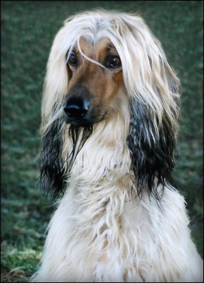 Afghanhound