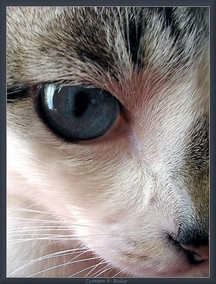 Cat eye (Olho de gato)