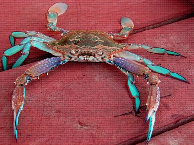 Blue Crab