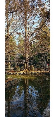 Tree & Reflection at Koganei Park