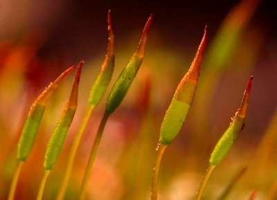 Tiny "wheat field"