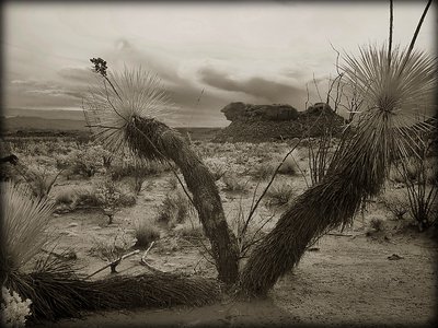 Tres Yuccas