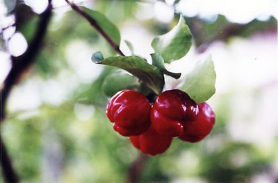 Acerola