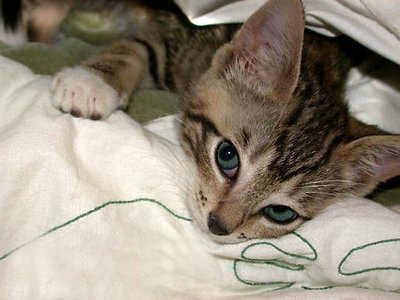 Jagger the cat