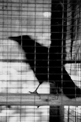 raven
