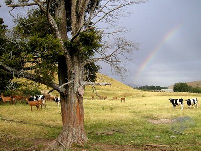 Another View of the Rainbow Farm