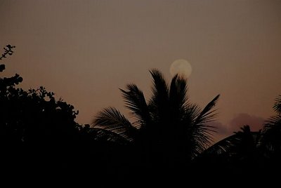 Moon Palms