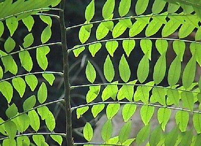 When Leaves Stay....