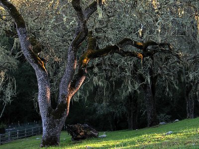 Splashes of Sunlight on Mossy Oak