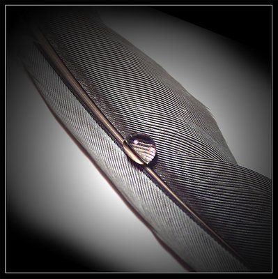 tear and feather