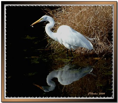 Great Egret Fishing