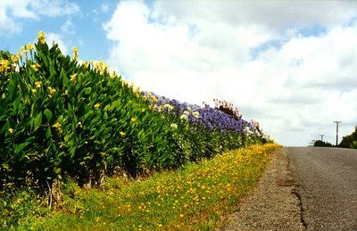 Flowers by the road