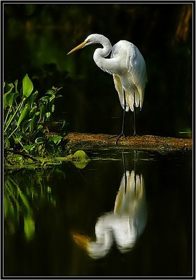 Great Egret