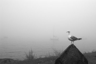 Gaviota en Niebla