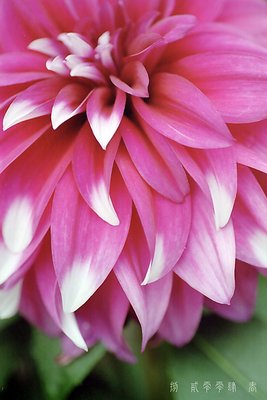 Peony