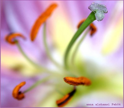 Frozen tears...